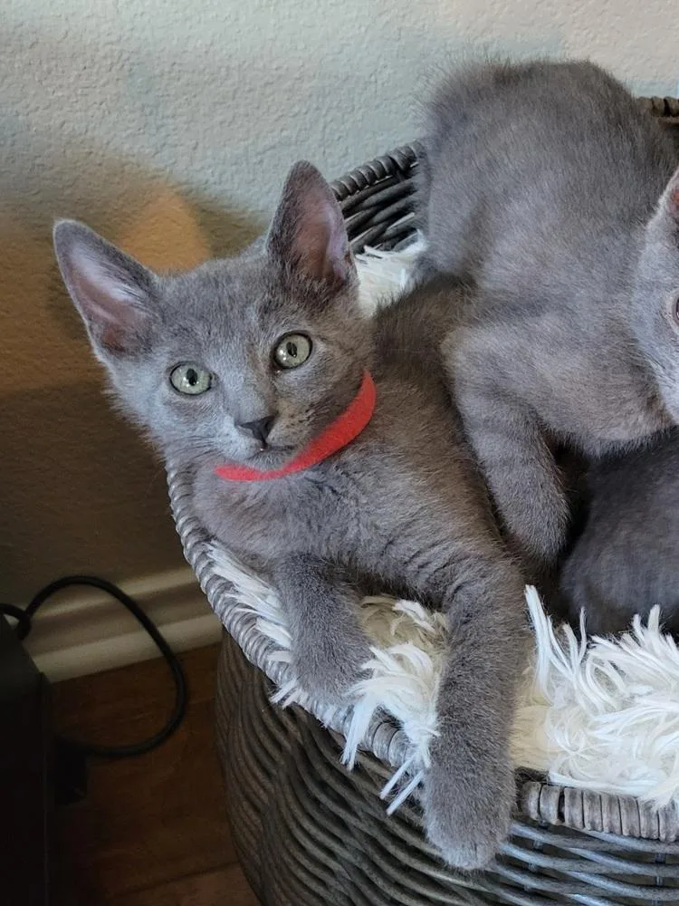 A baby small-sized male Russian Blue cat named Dusty for adoption in Dallas, TX