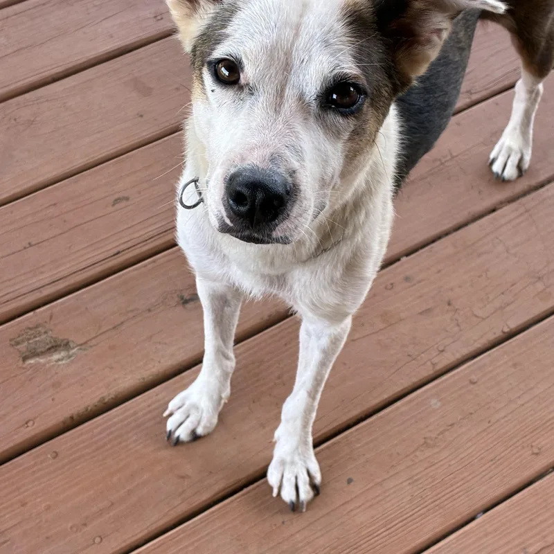 A young medium-sized female Tricolor (Brown, Black, & White) Australian Cattle Dog / Blue Heeler dog named Mercy for adoption in Tuscaloosa, AL