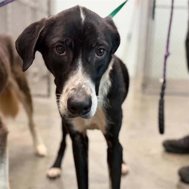 An adult medium-sized female Labrador Retriever dog named Daytona for adoption in Tavares, FL