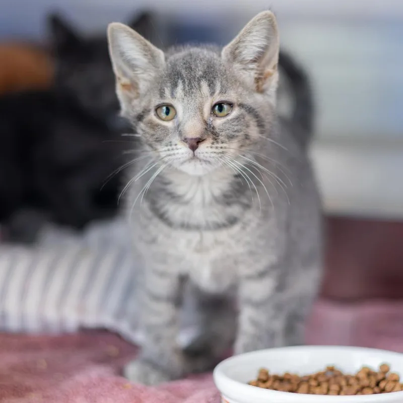 A baby small-sized female Gray / Blue / Silver American Shorthair cat named Dee for adoption in Newark, DE