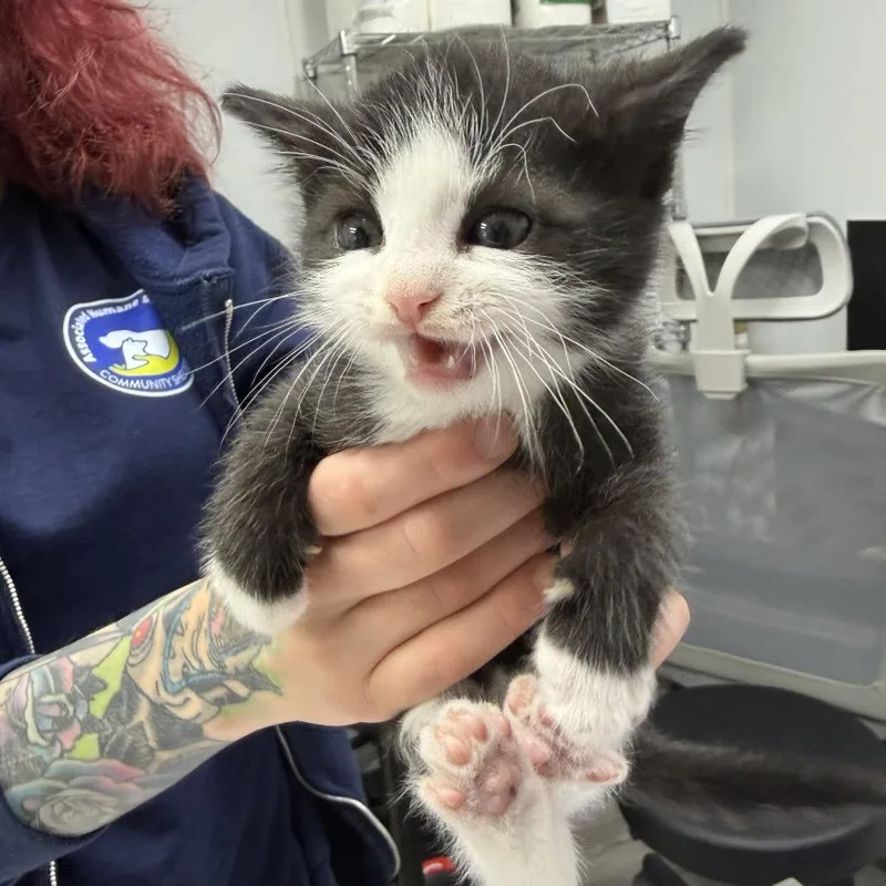 A baby small-sized male Black Domestic Short Hair cat named Yore for adoption in Newark, NJ