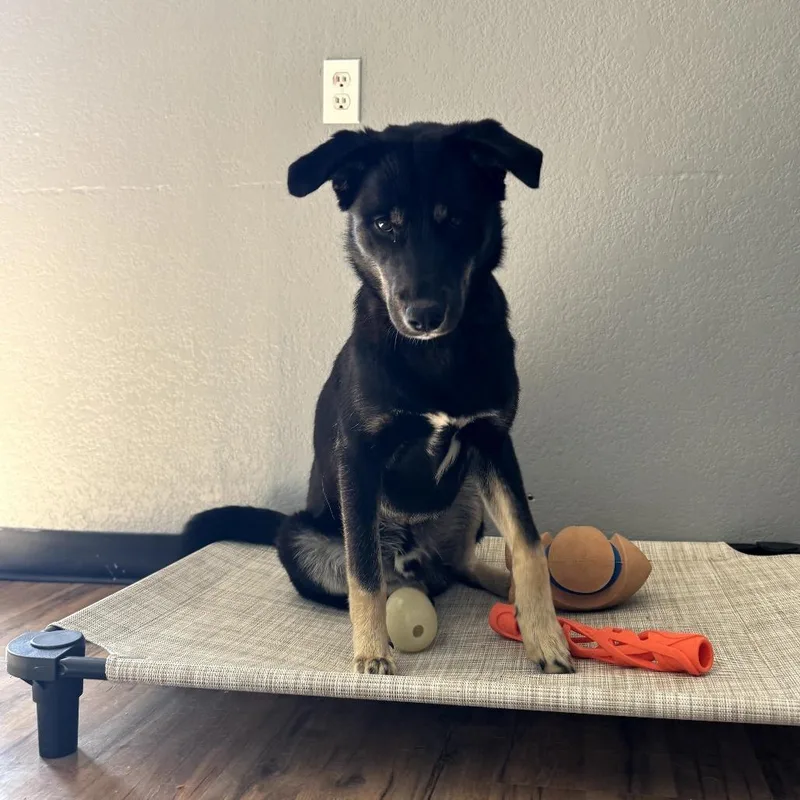 Boudreaux thumbnail 4