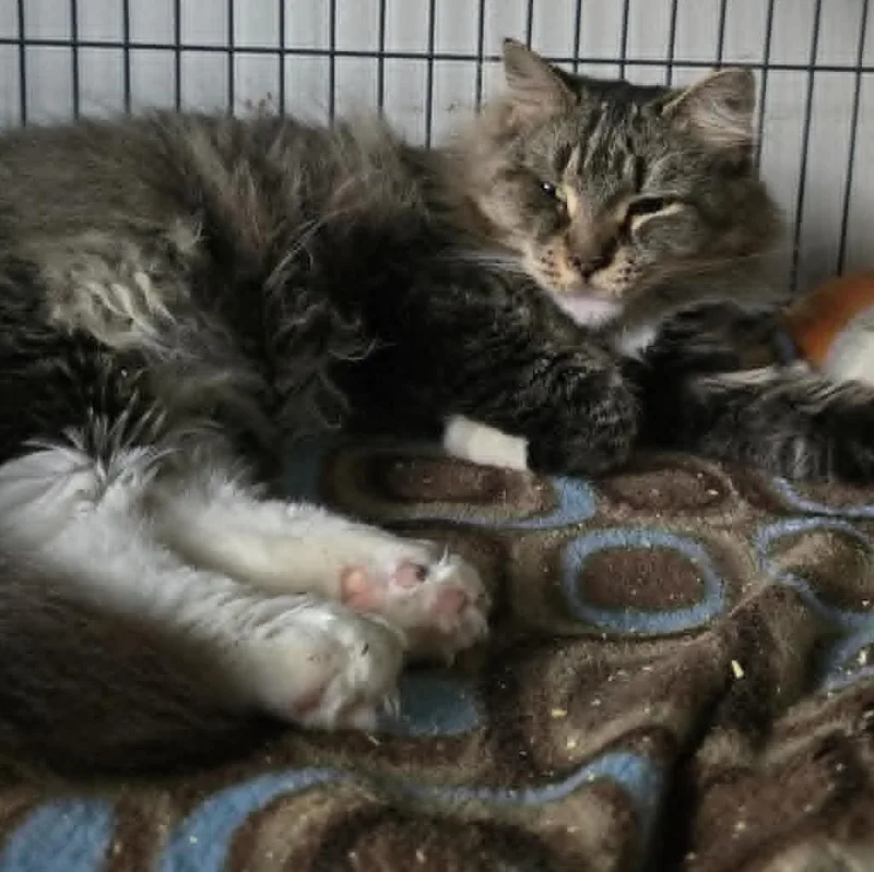 An adult medium-sized female Tabby (Brown / Chocolate) Domestic Long Hair cat named Kayla for adoption in Huntington, NY