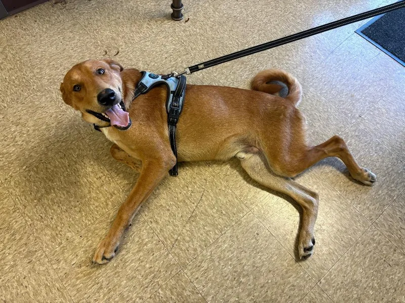 A young large-sized male Labrador Retriever dog named Hunter for adoption in Nacogdoches, TX