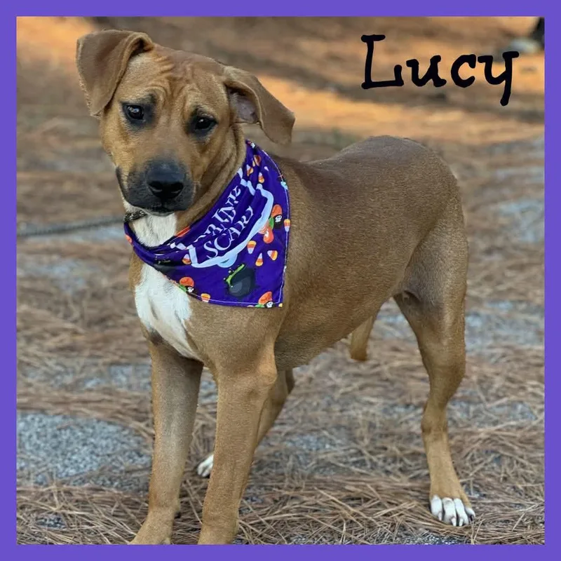 A young medium-sized female Mixed Breed dog named Lucy for adoption in Sumter, SC