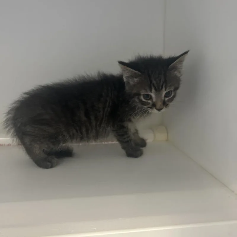 A baby small-sized female Brown / Chocolate Domestic Short Hair cat named Petunia for adoption in Greensboro, NC