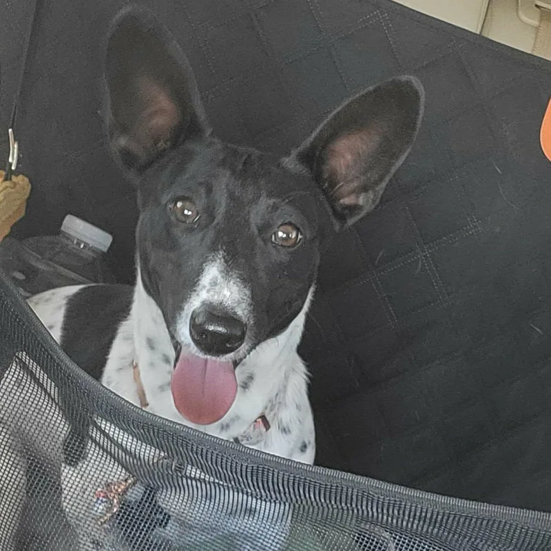 A young small-sized female Black Wirehaired Dachshund dog named Irma Gerd for adoption in Oklahoma City, OK