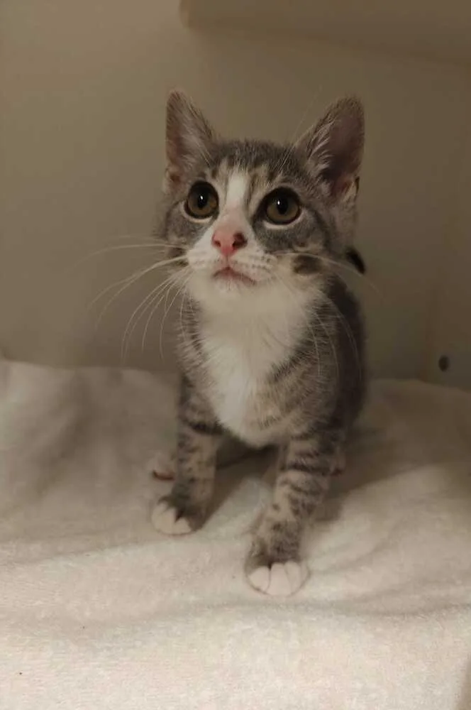A baby medium-sized female Domestic Short Hair cat named Scary Spice for adoption in Elmsford, NY
