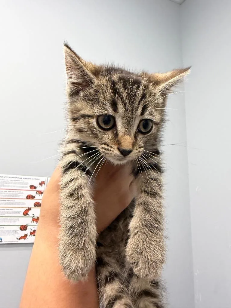 A baby medium-sized female Domestic Short Hair cat named Cosette for adoption in Bloomington, IN