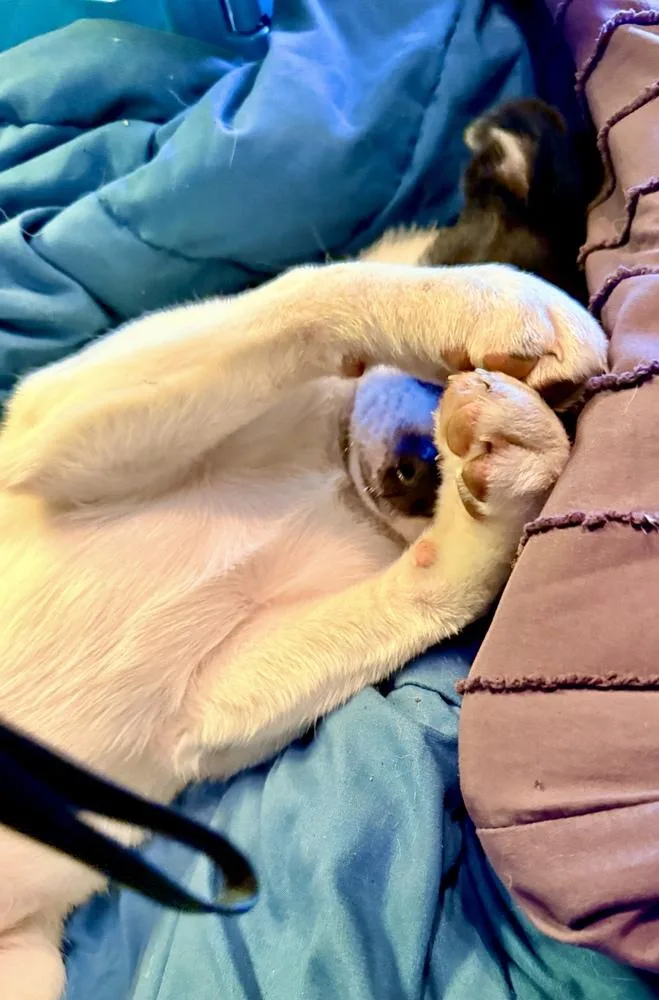 A baby large-sized female Tricolor (Brown, Black, & White) Border Collie dog named Sooki for adoption in Greenlawn, NY