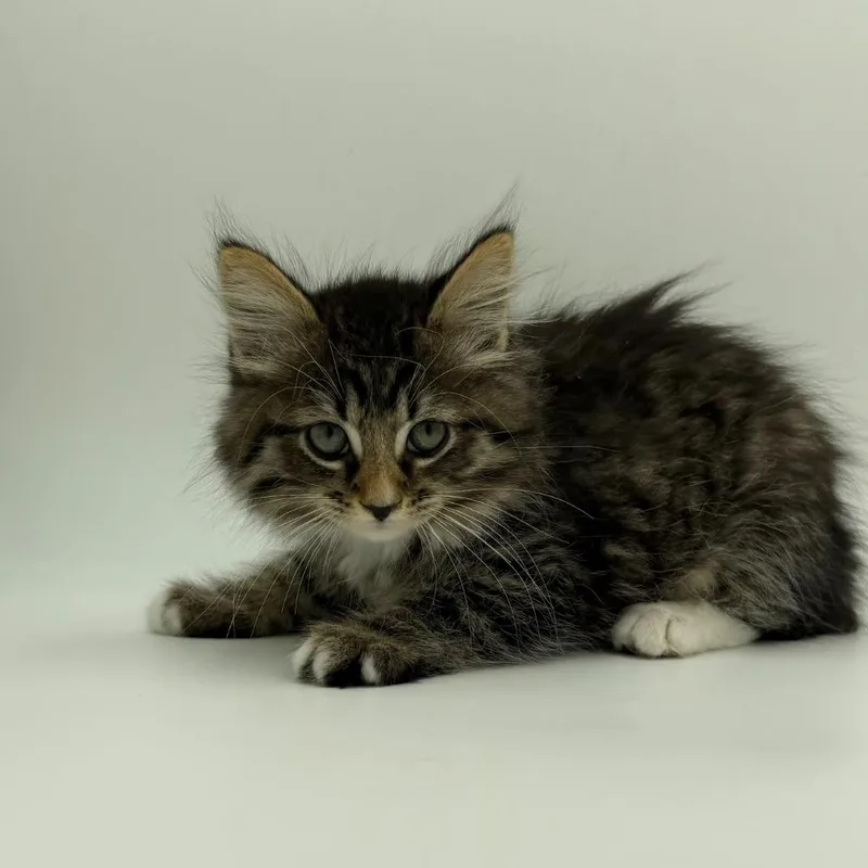 A baby medium-sized male Domestic Long Hair cat named Dad Bod for adoption in State College, PA