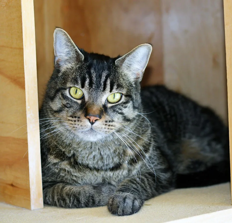 An adult medium-sized male Tabby (Brown / Chocolate) Tabby cat named Zeppelin for adoption in San Clemente, CA