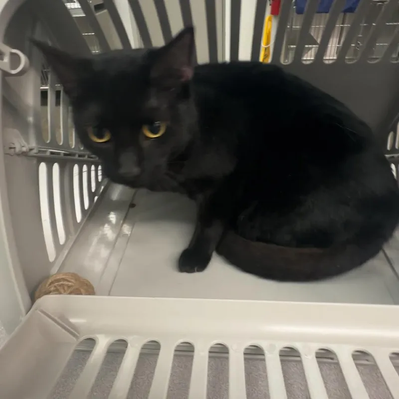 A young medium-sized female Black Domestic Short Hair cat named Toothless for adoption in Manhattan, KS
