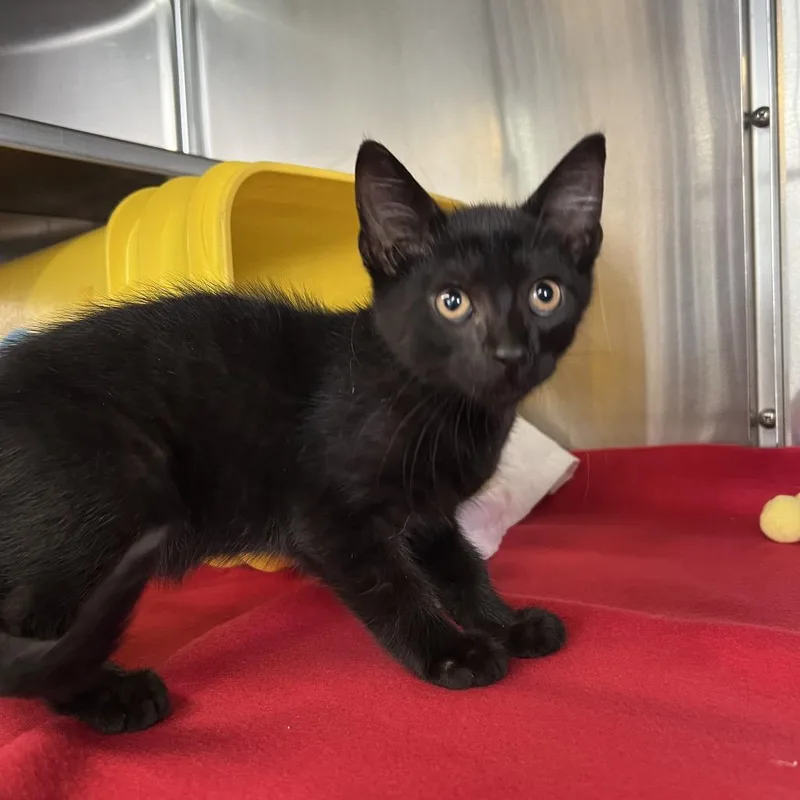 Toothless thumbnail 3