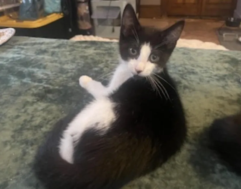 A young medium-sized female Black Domestic Short Hair cat named Eden for adoption in North Babylon, NY