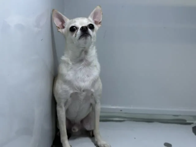 An adult small-sized male Chihuahua dog named Mildred for adoption in Visalia, CA