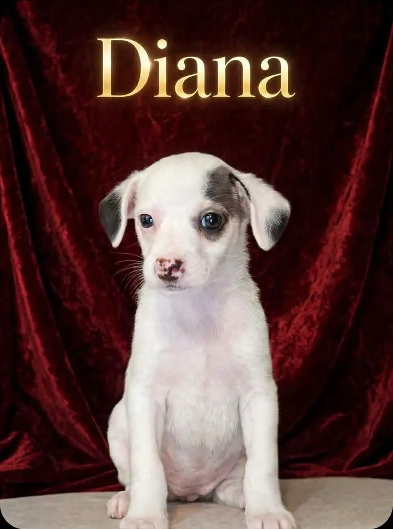 A baby small-sized female Apricot / Beige Chihuahua dog named Diane for adoption in Humble, TX
