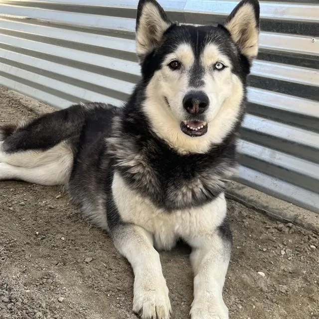 An adult large-sized female Husky dog named Bellita for adoption in Thousand Palms, CA