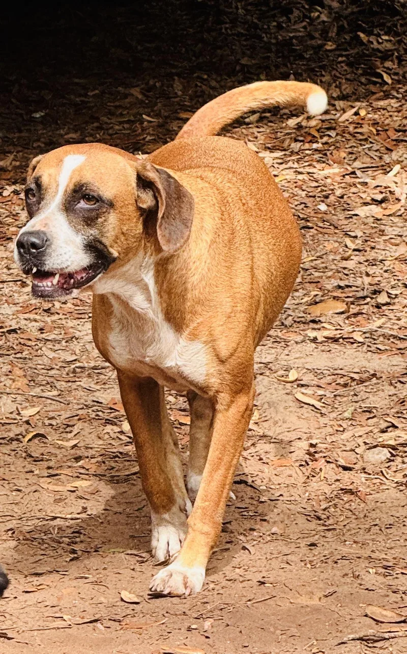 A young medium-sized female Boxer dog named Roxie for adoption in Nahunta, GA