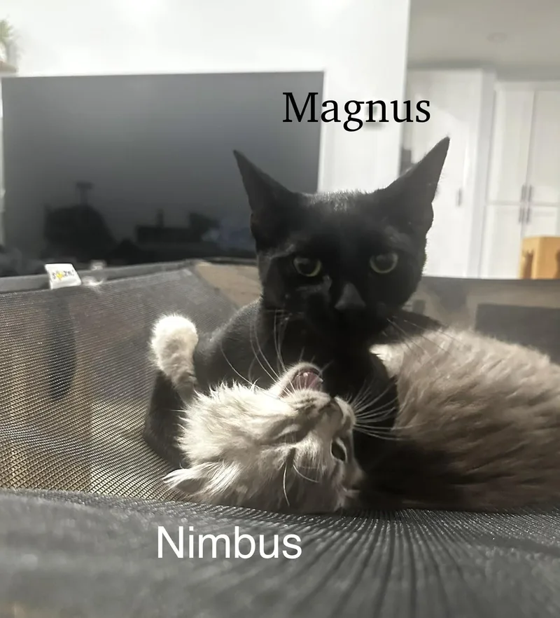 A baby medium-sized male Tabby (Gray / Blue / Silver) Maine Coon cat named Nimbus And Magnus for adoption in Mission Viejo, CA