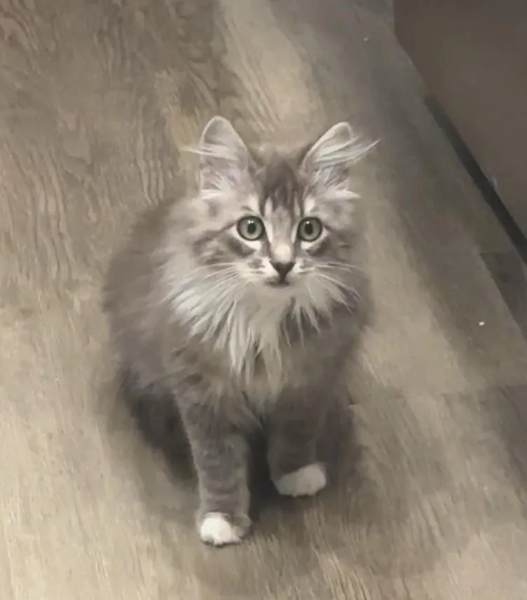 Nimbus And Magnus thumbnail 5