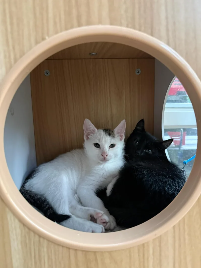 A baby medium-sized male Black & White / Tuxedo Domestic Short Hair cat named Sean and Ivan for adoption in Gaylordsville, CT