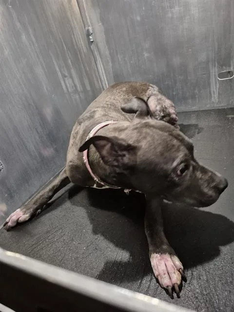 An adult medium-sized female American Staffordshire Terrier dog named Luna for adoption in San Antonio, TX
