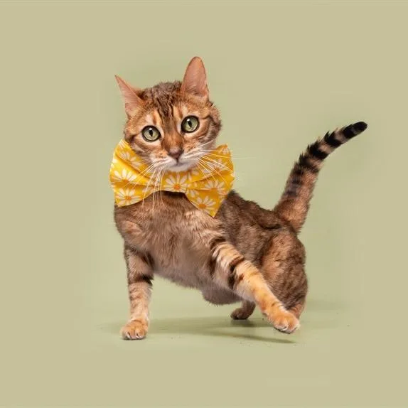 A senior medium-sized female Orange / Red Domestic Short Hair cat named Ellie for adoption in Saint Louis, MO