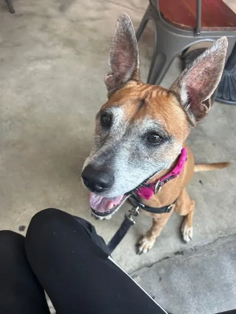 An adult large-sized female Terrier dog named Rubi for adoption in Miami, FL