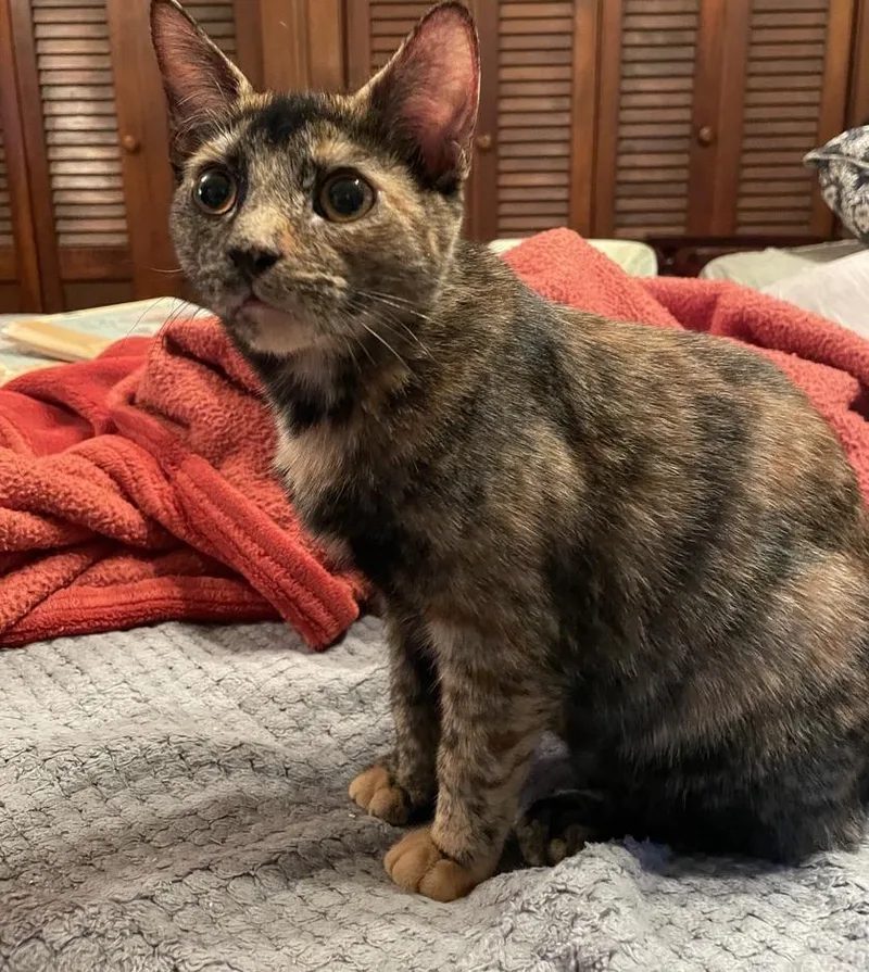 A young medium-sized female Tortoiseshell Domestic Short Hair cat named Daisy for adoption in Kinnelon, NJ