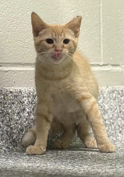 A baby medium-sized male Tabby (Orange / Red) Domestic Short Hair cat named Sunkist for adoption in Jackson, MI