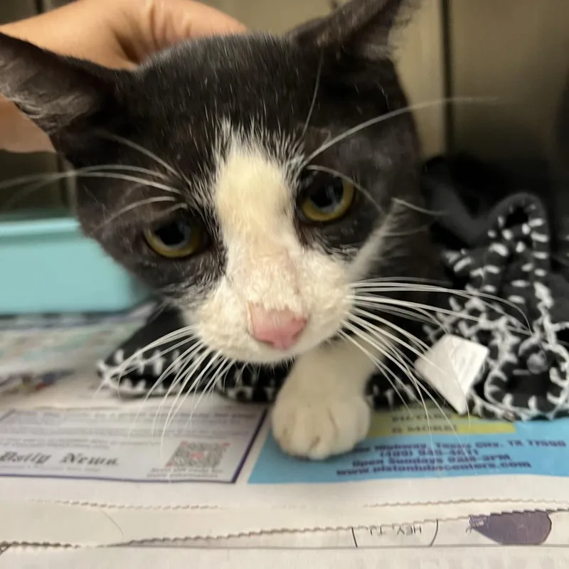 An adult large-sized male Black Domestic Short Hair cat named Mr. Spicy for adoption in Galveston, TX