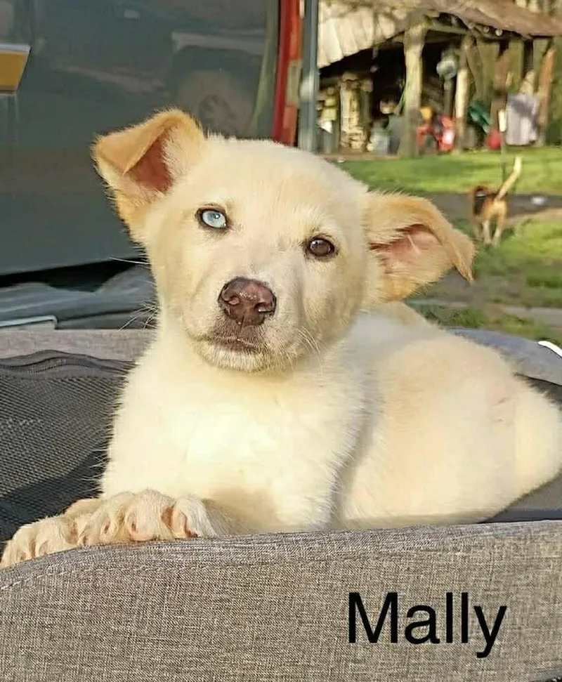 A baby medium-sized male Carolina Dog dog named Malley for adoption in Syracuse, NY