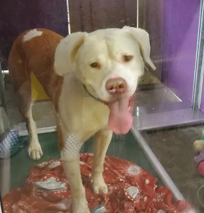 An adult large-sized male American Bulldog dog named Kohl for adoption in Kansas City, MO