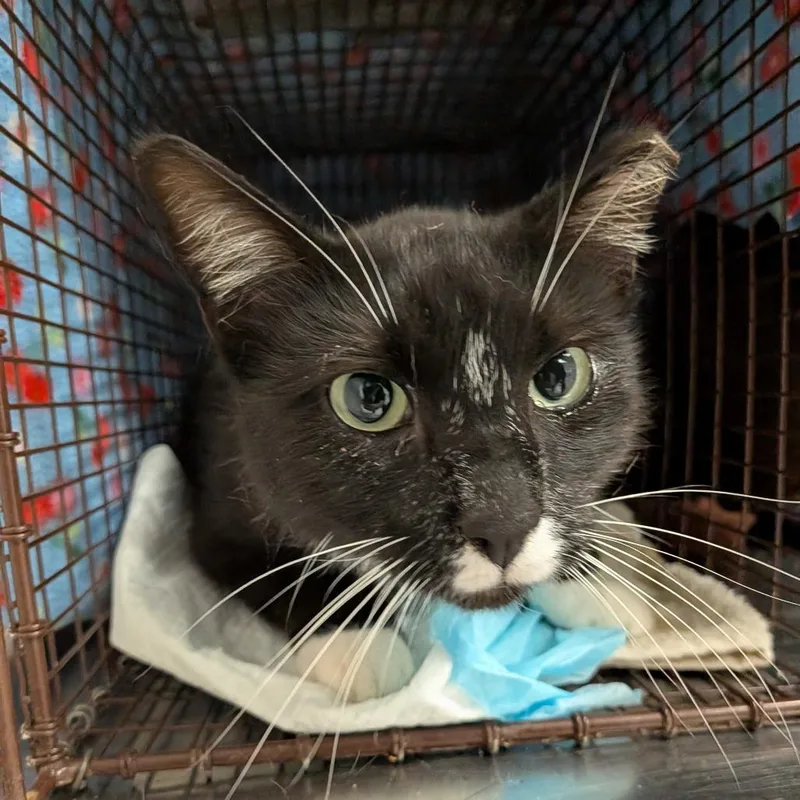 An adult medium-sized female Black Domestic Medium Hair cat named Flotsam for adoption in Redwood City, CA