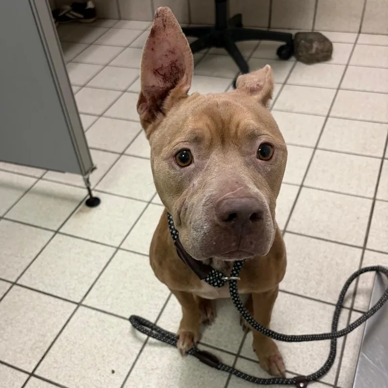 An adult medium-sized female Yellow / Tan / Blond / Fawn Mixed Breed dog named Squirrel for adoption in Charleston, WV