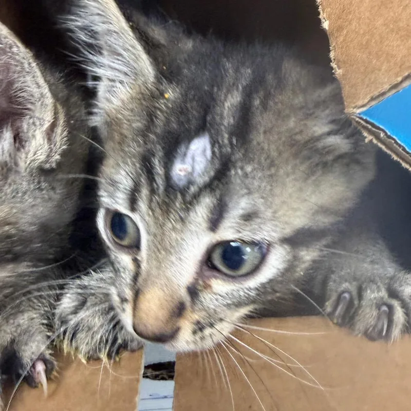 A baby small-sized male Black Domestic Short Hair cat named Peppercorn for adoption in Jacksonville, FL
