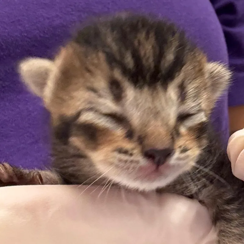 Peppercorn thumbnail 3