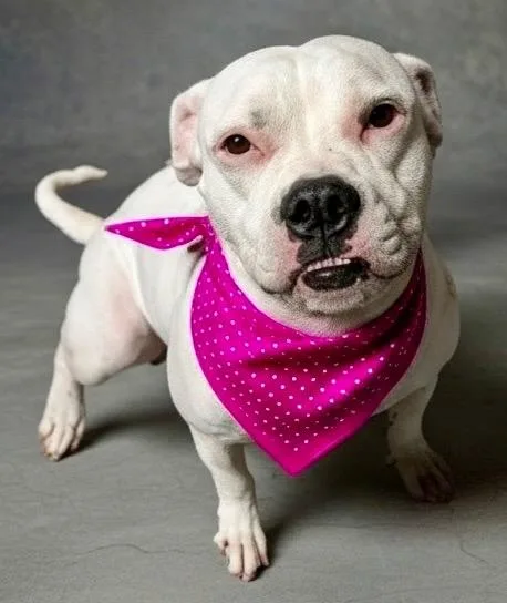 An adult large-sized female American Bulldog dog named MabelHappy Active & for adoption in Fort Myers, FL