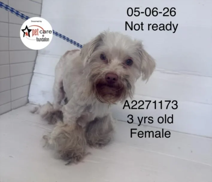 An adult medium-sized female Maltese dog named A for adoption in Los Angeles, CA
