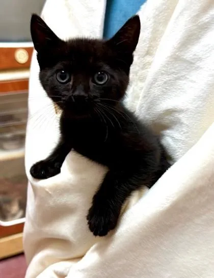 A baby small-sized male Black Domestic Short Hair cat named Cheese for adoption in Atlanta, GA