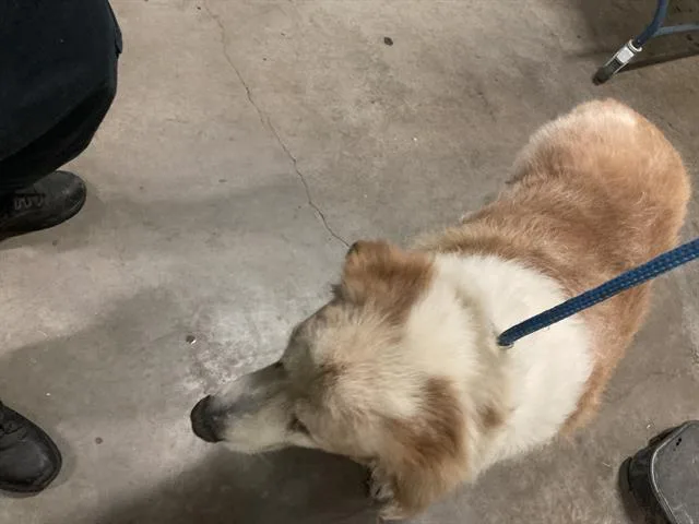 A senior extra large-sized male Mixed Breed dog named Oso for adoption in Dallas, TX