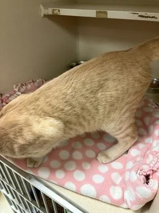 An adult small-sized male Buff & White Domestic Short Hair cat named Lady's Man for adoption in Sacramento, CA