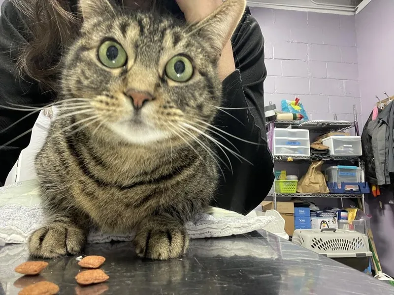 An adult medium-sized female Domestic Short Hair cat named Lunabelle for adoption in Ferndale, MI