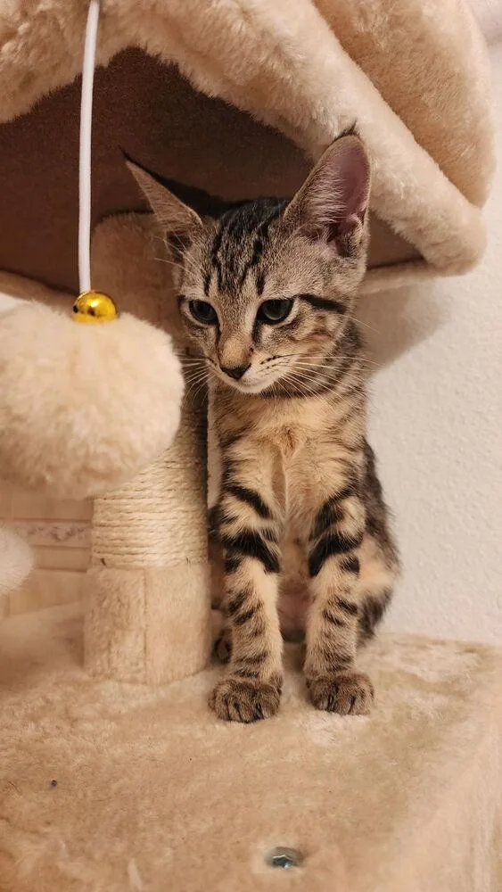 A baby small-sized male Brown / Chocolate Domestic Short Hair cat named Bruce for adoption in Deltona, FL