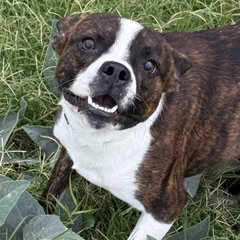 A young medium-sized male Boston Terrier dog named Poncho for adoption in Dripping Springs, TX
