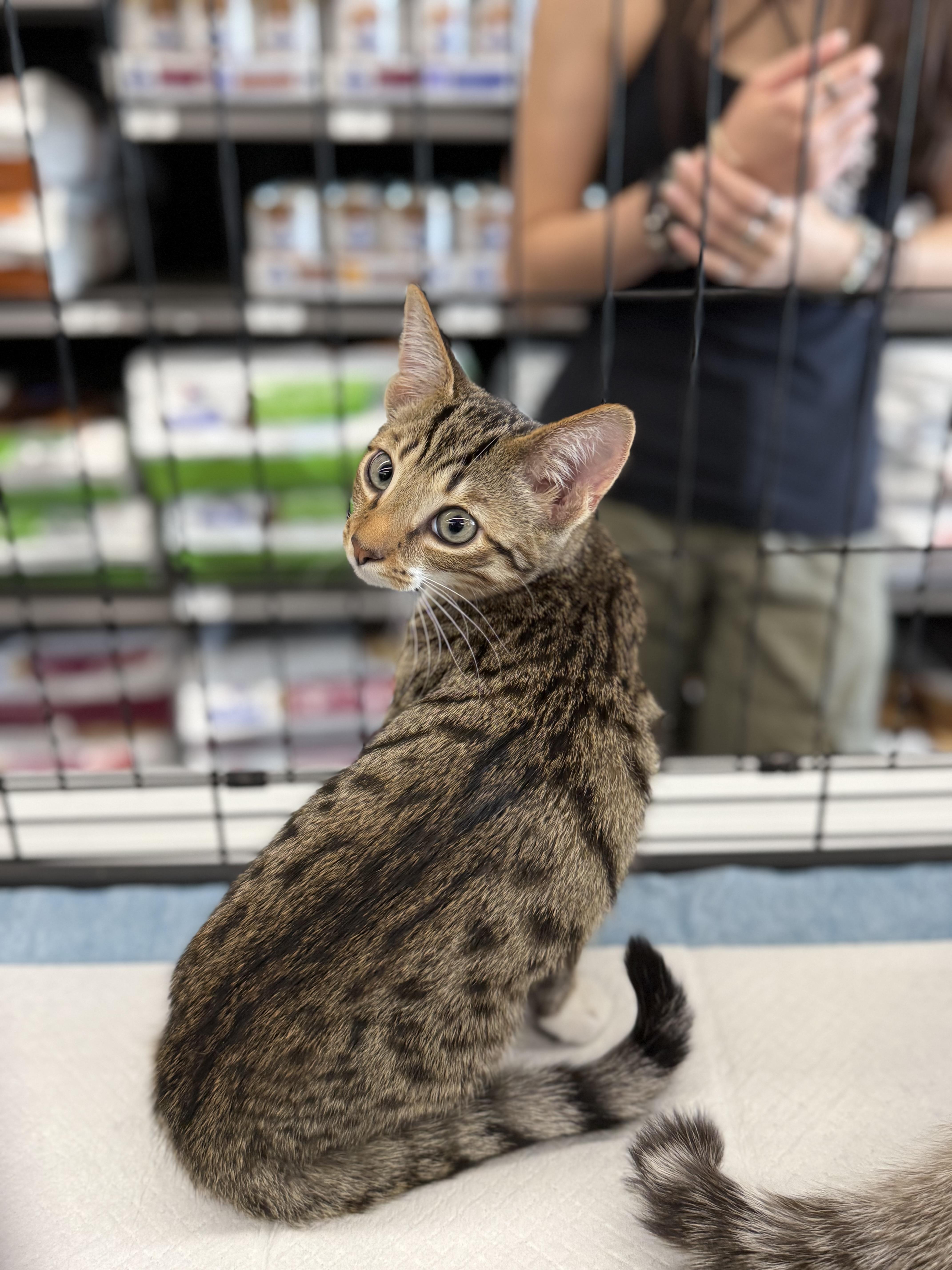 A baby medium-sized male Tabby (Buff / Tan / Fawn) Tabby cat named Oat for adoption in Intercession city , FL