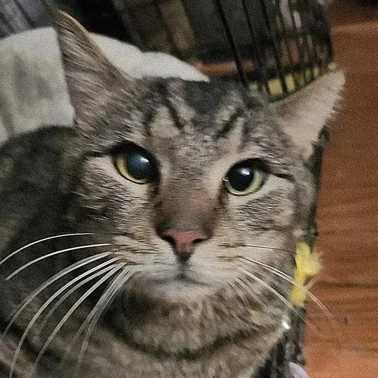 An adult small-sized male Brown / Chocolate Domestic Short Hair cat named Mike Tyson Hudson for adoption in Merrifield, VA