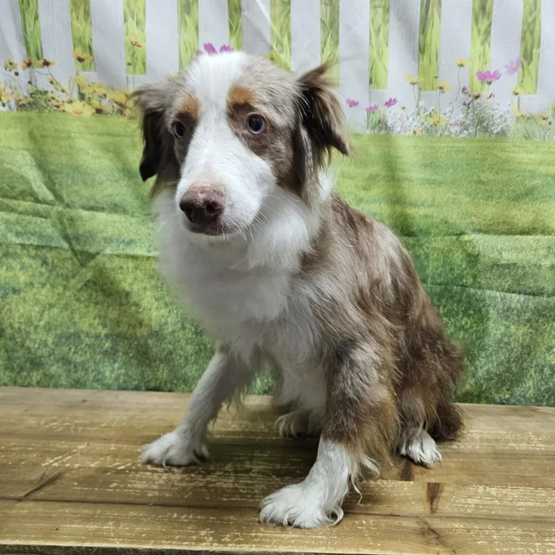 An adult small-sized female Brown / Chocolate Australian Shepherd dog named Coral for adoption in Normal, IL