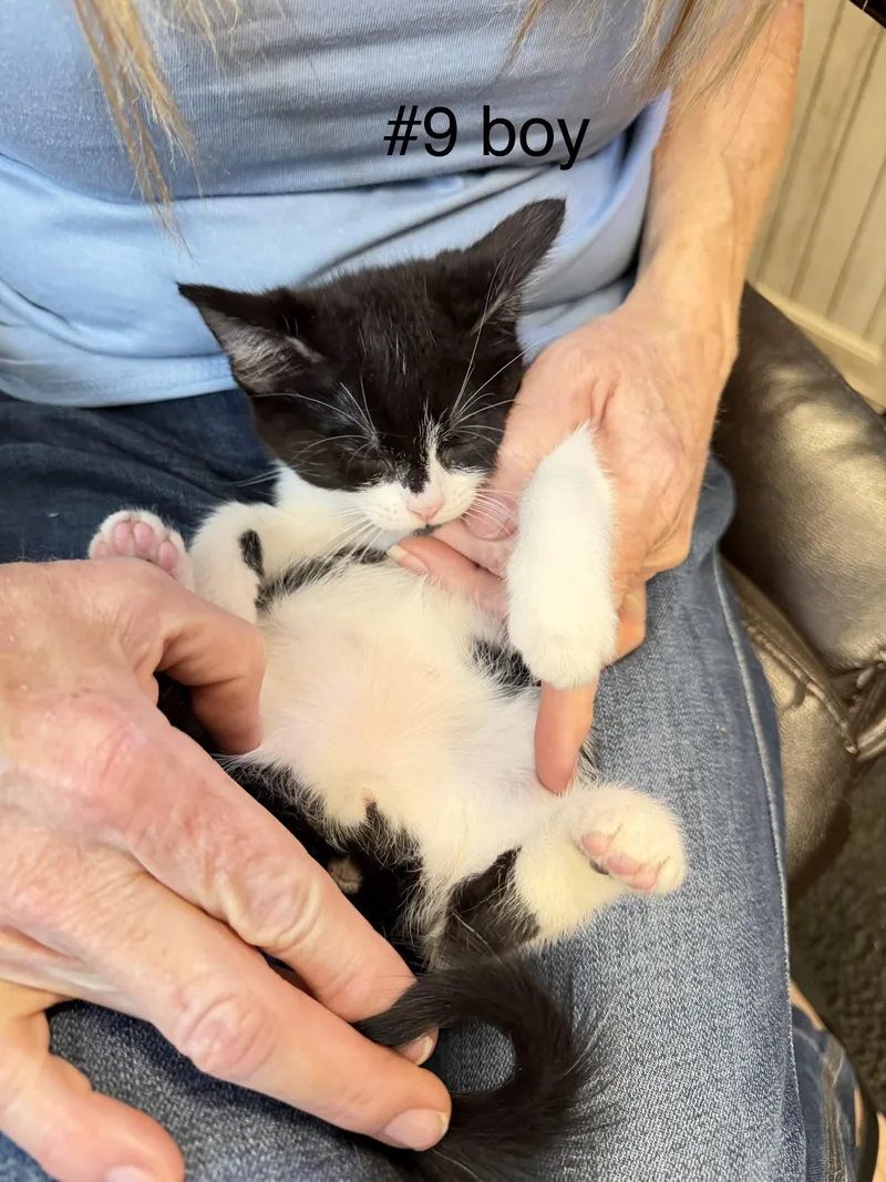 A baby small-sized male Domestic Short Hair cat named Kingfisher for adoption in Dixon, CA
